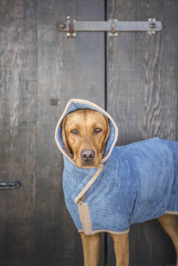 Cane bagnato, cane asciugato